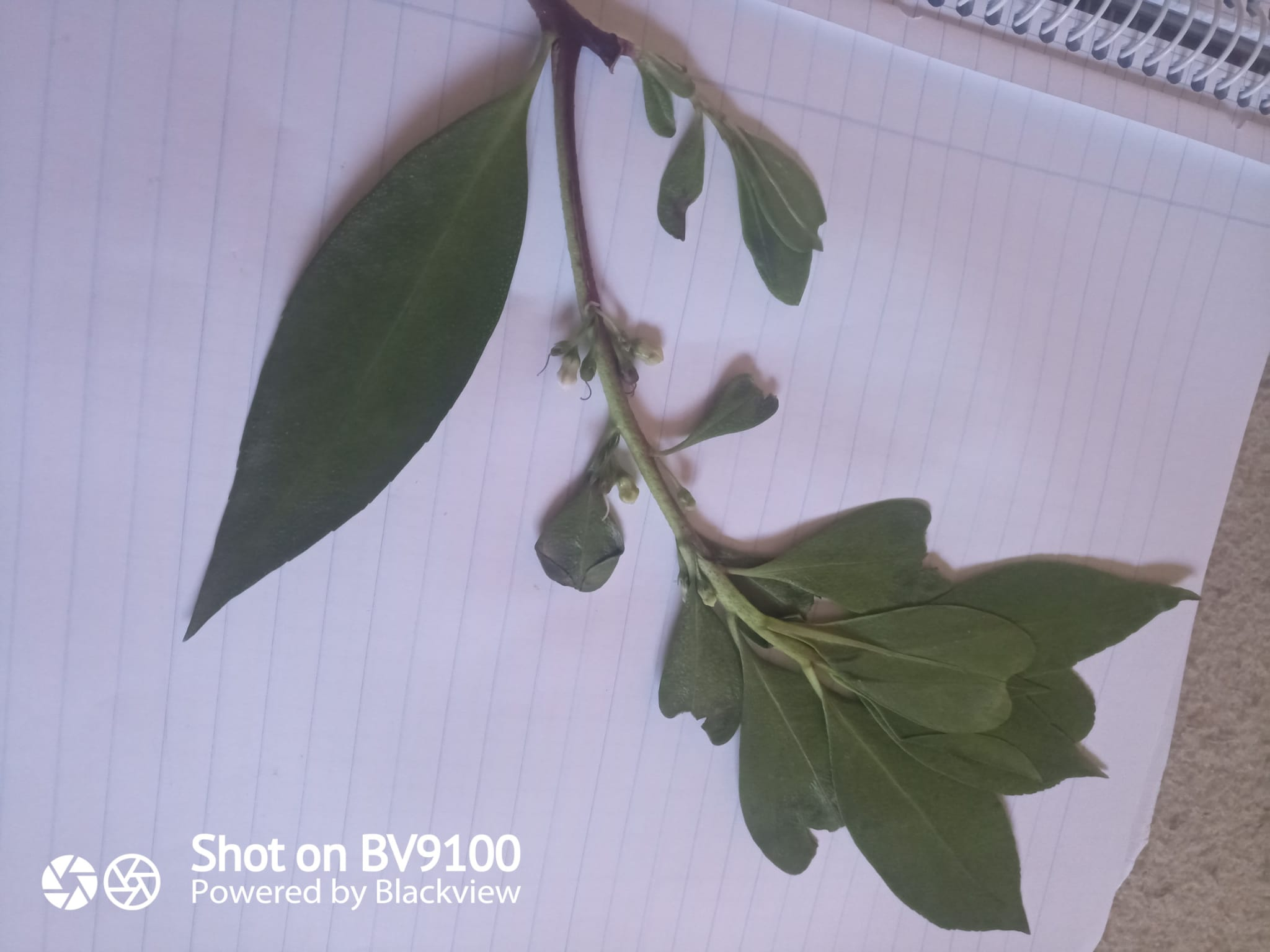 Foto Myoporum laetum