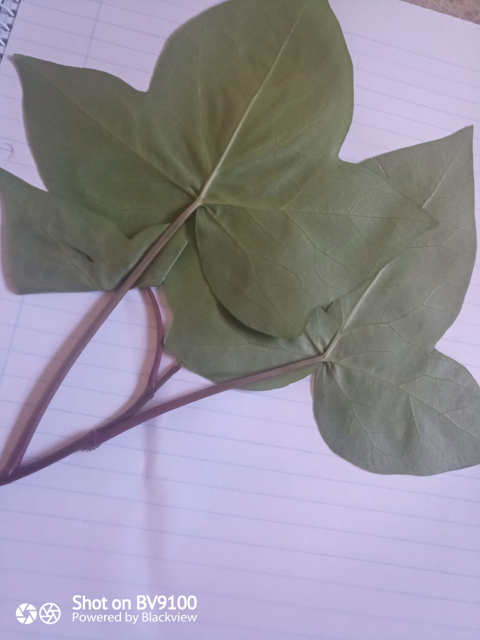 Foto Hedera canariensis