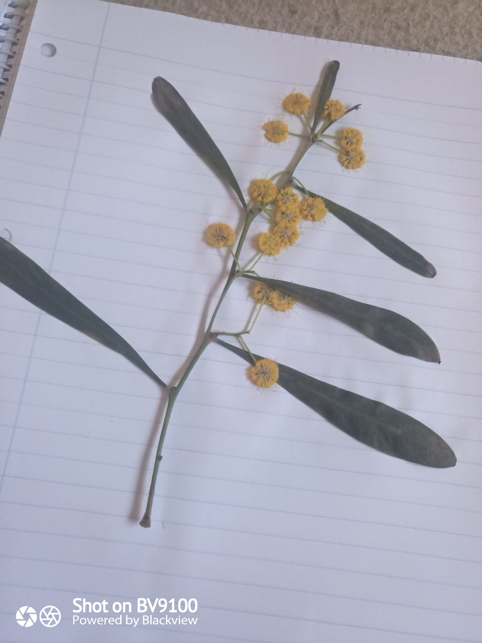 Foto Acacia retinodes